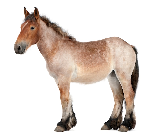 Belgian horse, Belgian Heavy Horse, Brabancon, a draft horse breed, 16 years old, standing on white isolated