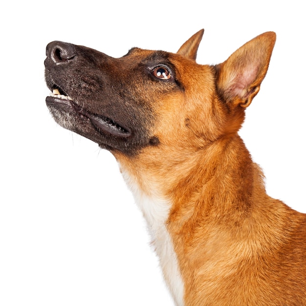 Belgian Malinois Crossbreed Dog Portrait Profile