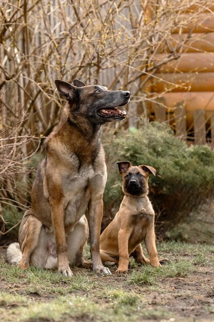 Belgian Malinois dogs Photo of Puppy and Adult dog togetherBelgian Malinois dogs Photo of Puppy and Adult dog together