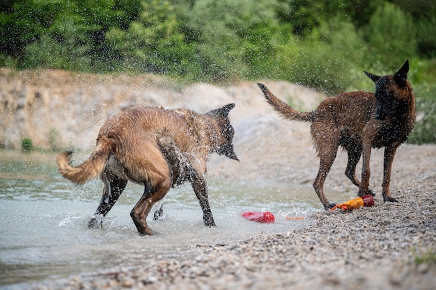 Belgian malinois dogs playing by the lake