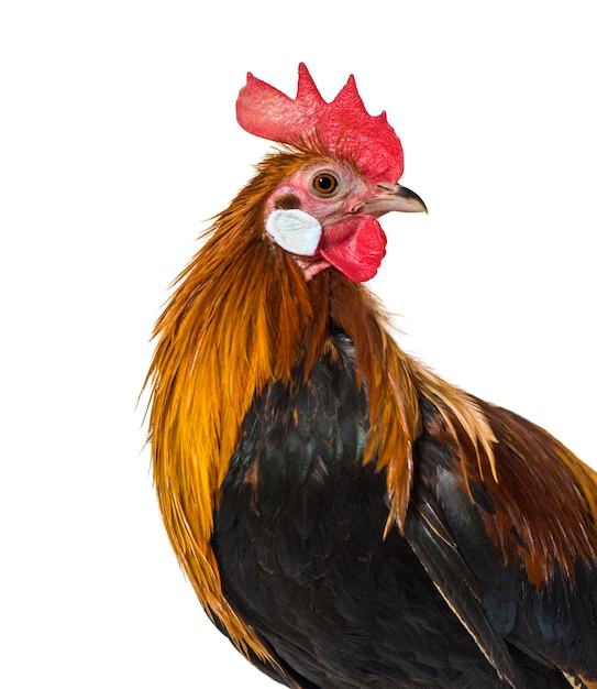 Belgian rooster against white background