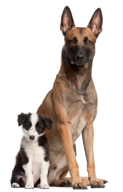 Belgian Shepherd Dog, 2 years old, and Border Collie puppy, 3 months old, sitting