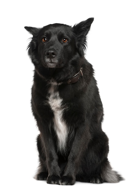 Belgian shepherd dog, Groenendael, 4 years old, sitting in front of white wall