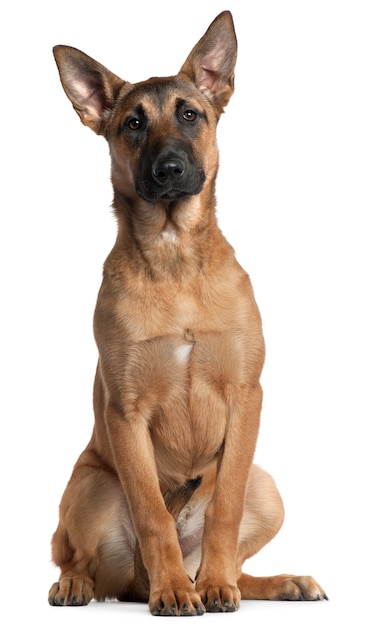 Belgian Shepherd Dog, Malinois, 5 months old, sitting 