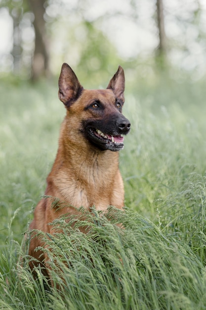 Photo belgian shepherd dog malinois dog