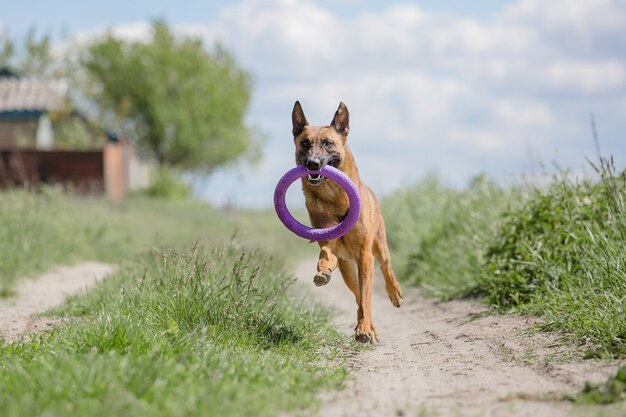 벨기에 양치기 개 Malinois 개