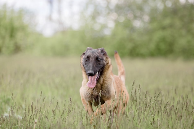 벨기에 양치기 개 Malinois 개