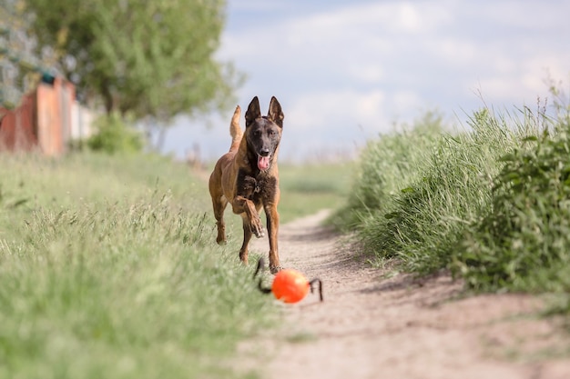 벨기에 양치기 개 Malinois 개