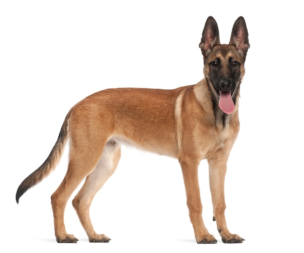 Photo belgian shepherd dog puppy, portrait against white background