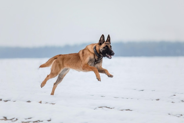 Foto cane da pastore belga che corre e salta cane malinois nel paesaggio invernale