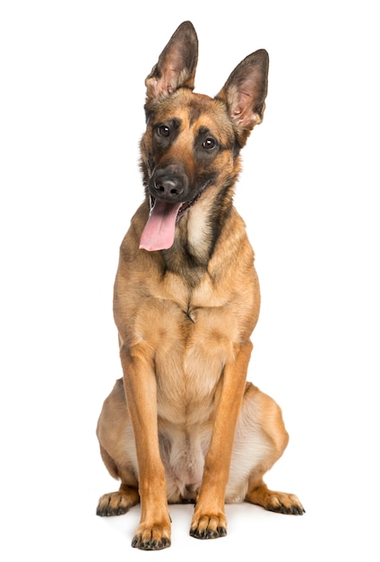 Belgian Shepherd Dog, sitting and sticking his tongue out