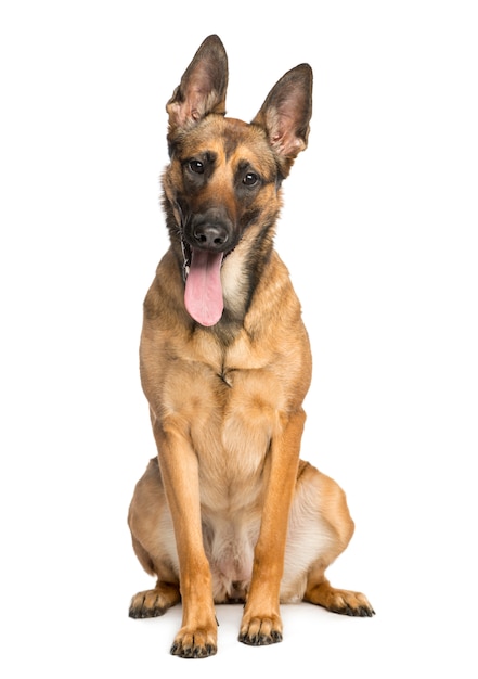 Belgian Shepherd Dog, sitting and sticking his tongue out