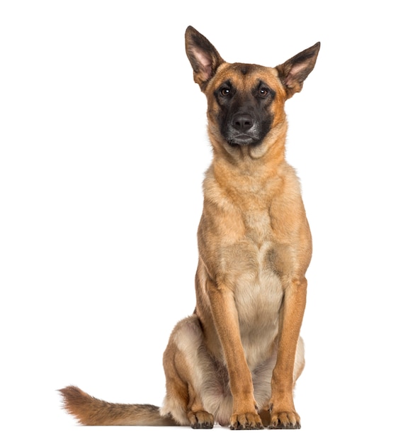 Belgian Shepherd Dog sitting