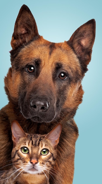 Belgian Shepherd dog and a tabby cat portrait