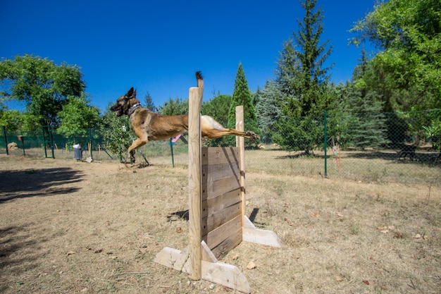 Belgian shepherd dog training on agilty mode