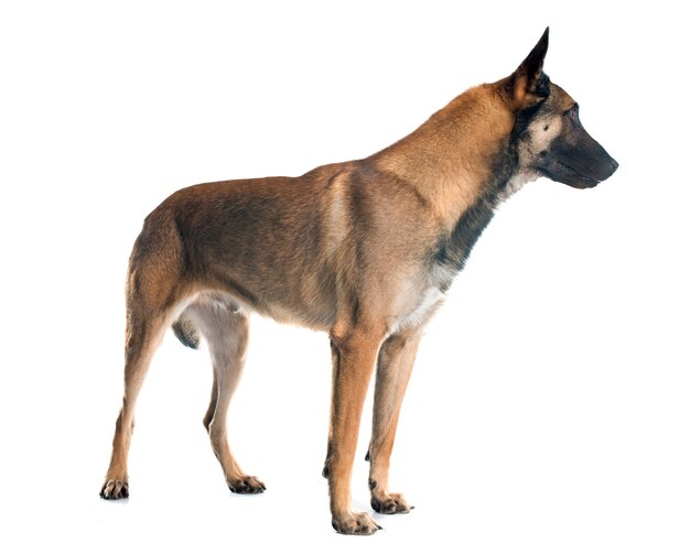 belgian shepherd dog