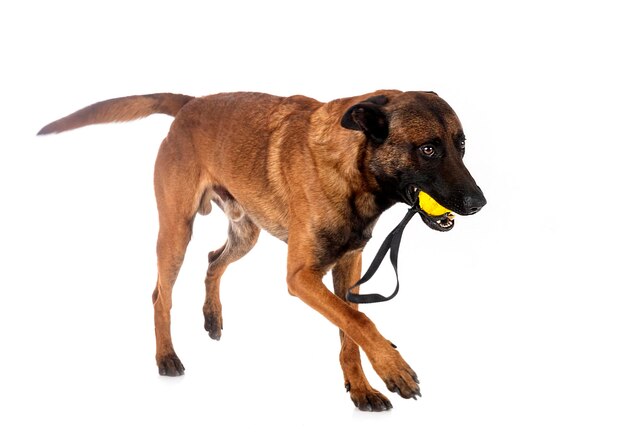 belgian shepherd in front of white background