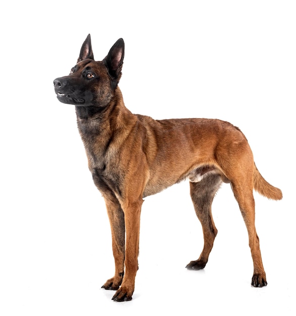 belgian shepherd in front of white background