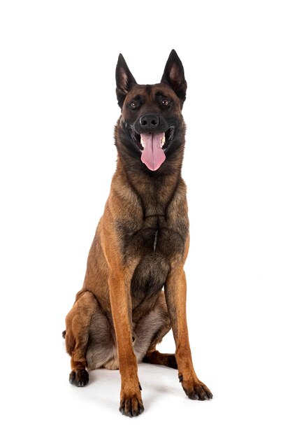 belgian shepherd in front of white background