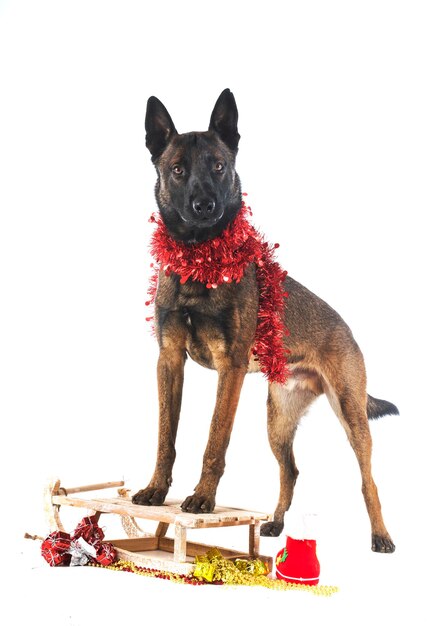 belgian shepherd in front of white background