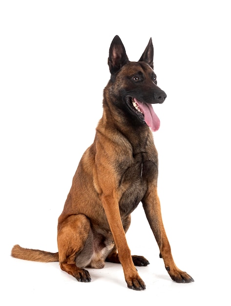 belgian shepherd in front of white background