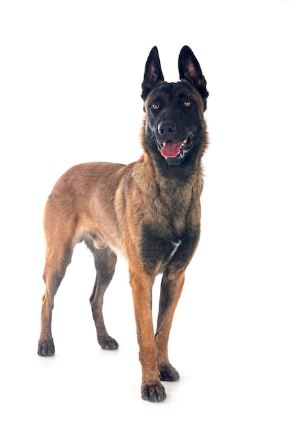 belgian shepherd in front of white background