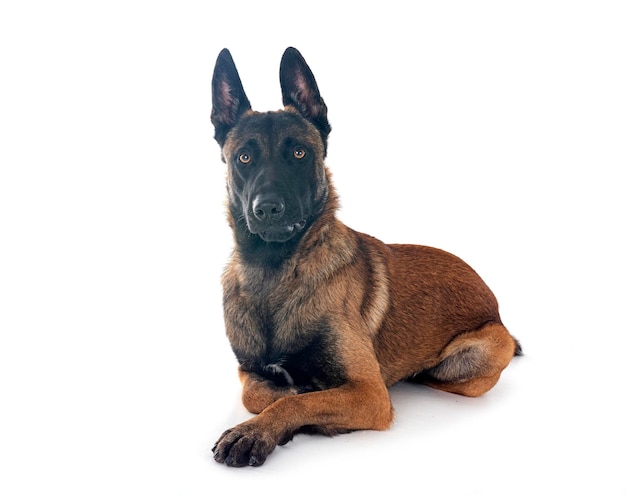 belgian shepherd in front of white background