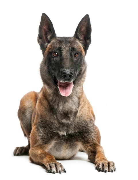 Belgian Shepherd lying against white background