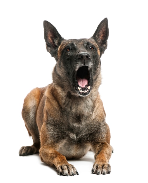 Belgian Shepherd lying and yawning against white background