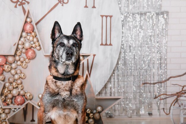 Belgian shepherd Malinois dog breed Happy New Year Christmas holidays and celebration