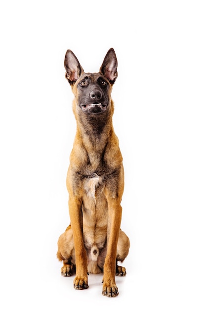 벨기에 셰퍼드 Malinois 개 흰색 배경에 고립