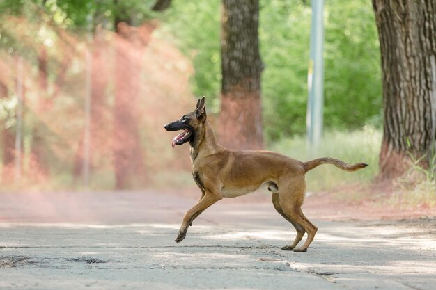 Belgian shepherd malinois dog outdoor. dog with colorful\
smoke