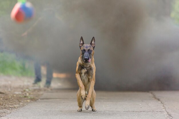 Belgian shepherd malinois dog outdoor. dog with colorful\
smoke