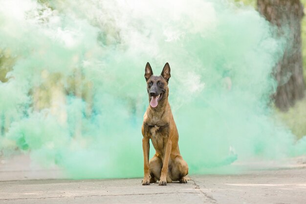 Belgian shepherd malinois dog outdoor. dog with colorful\
smoke