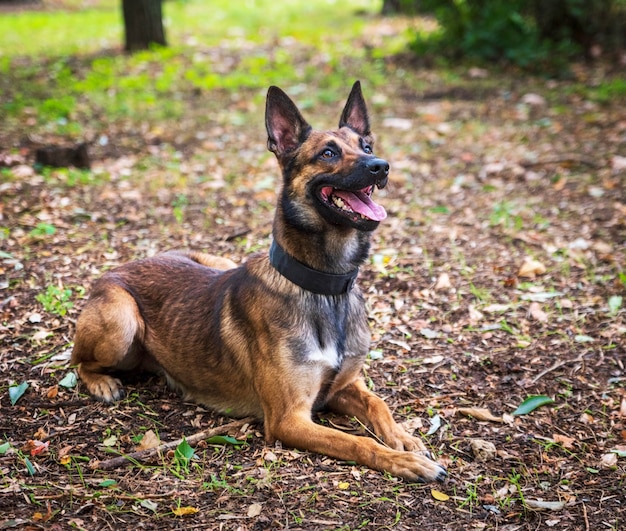 벨기에 양치기 Malinois는 푸른 잔디에 누워