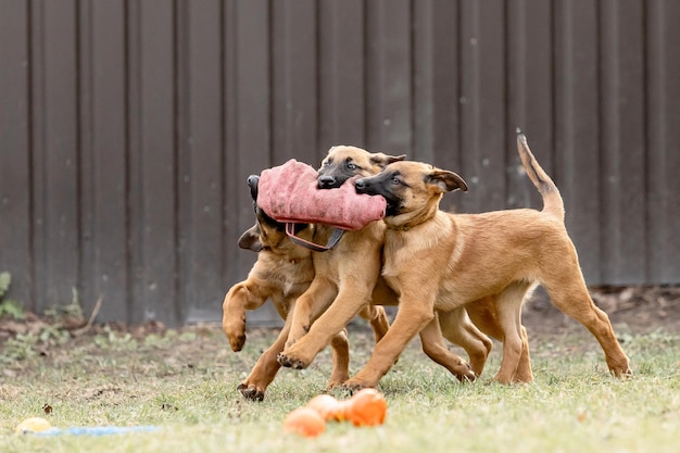 ベルギー・シェパード・マリノイ犬の子犬 作業犬の犬舎 素敵な小さな子犬が屋外で遊んでいます