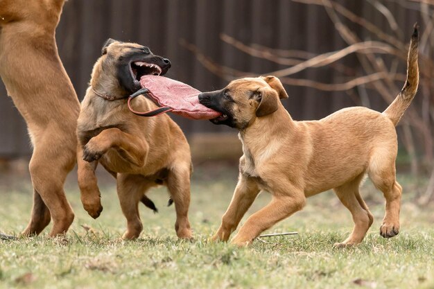 ベルギー・シェパード・マリノイ犬の子犬 作業犬の犬舎 素敵な小さな子犬が屋外で遊んでいます