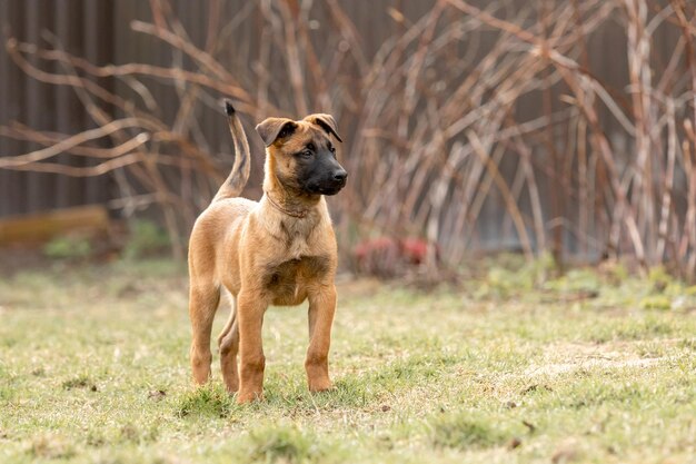 Belgian Shepherd Malinois puppy Dog litter Working dog kennel Cute little puppies playing outdoor