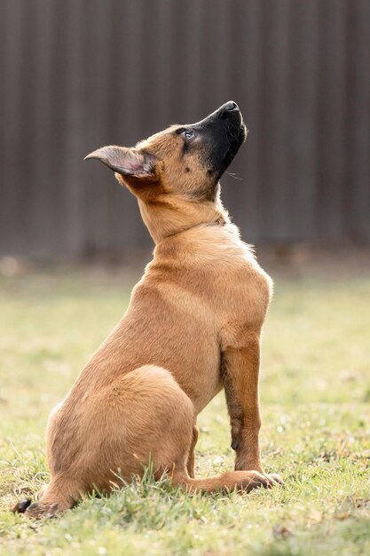 Бельгийская овчарка Малиной собачка собачья litter рабочая собачья kennel милые маленькие щенки играют на открытом воздухе