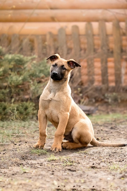 ベルギー・シェパード・マリノイ犬の子犬 作業犬の犬舎 素敵な小さな子犬が屋外で遊んでいます