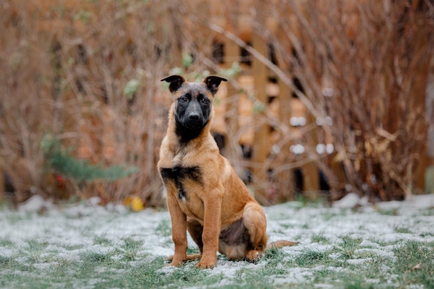 Belgian shepherd malinois puppy dog in winter. dog litter. dog\
kennel. winter snow season