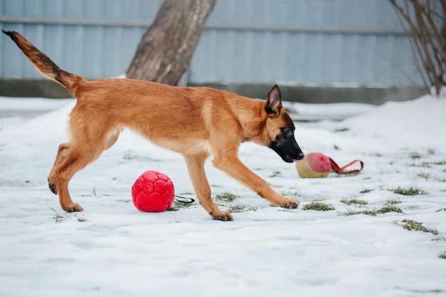 Belgian shepherd malinois puppy dog in winter. dog litter. dog\
kennel. winter snow season