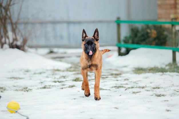 Belgian shepherd malinois puppy dog in winter. dog litter. dog\
kennel. winter snow season