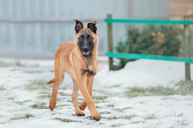 Belgian shepherd malinois puppy dog in winter. dog litter. dog\
kennel. winter snow season