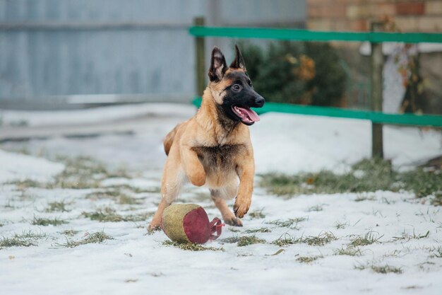 Belgian shepherd malinois puppy dog in winter. dog litter. dog\
kennel. winter snow season