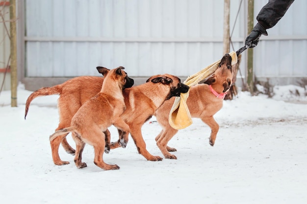 Belgian shepherd malinois puppy dog in winter. dog litter. dog
kennel. winter snow season