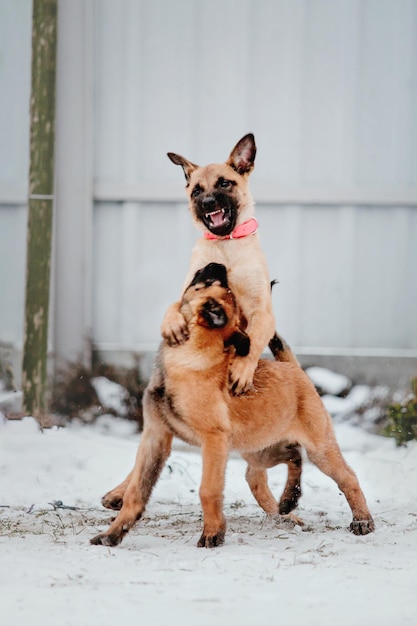 Belgian shepherd malinois puppy dog in winter. dog litter. dog\
kennel. winter snow season