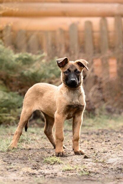 Belgian Shepherd Malinois puppy Hondenslit Werkende hondenkennel Leuke kleine puppy's die buiten spelen