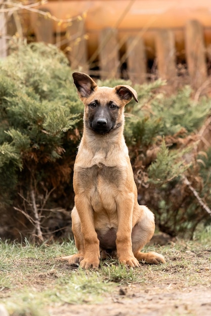 Belgian Shepherd Malinois puppy Hondenslit Werkende hondenkennel Leuke kleine puppy's die buiten spelen