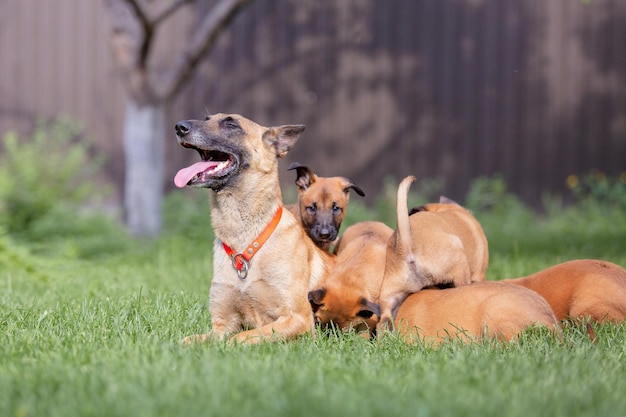 Belgian shepherd (malinois) puppy playing on the backyard.\
kennel. dog litter. puppy on the green gr